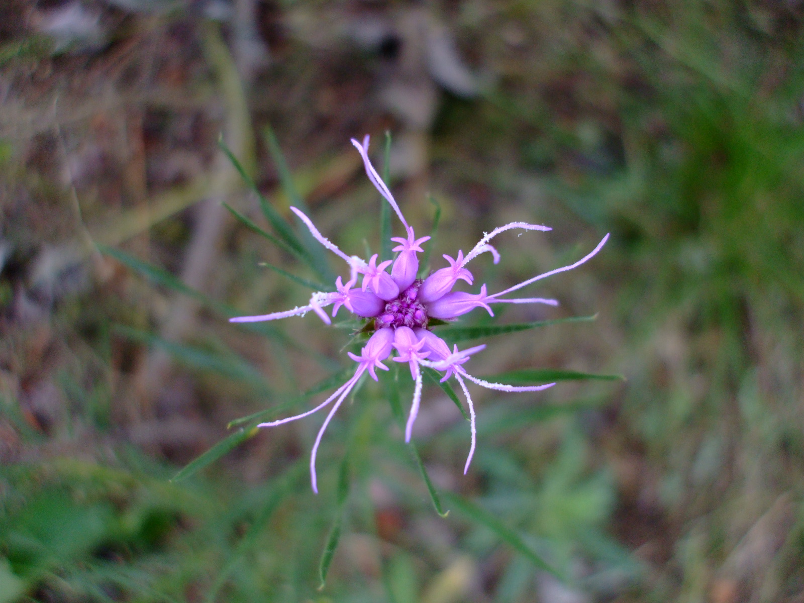 Liatris squarrosa
